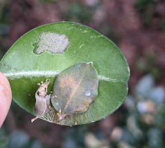 Cydalima perspectalis