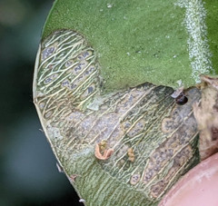 Cydalima perspectalis