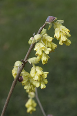Corylopsis spicata