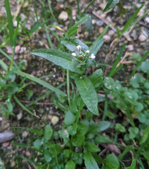 Capsella bursa-pastoris