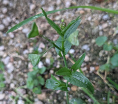 Capsella bursa-pastoris