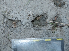 Lepus sinensis formosus