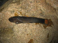 Sicyopterus