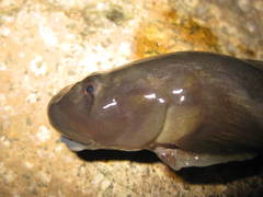 Sicyopterus