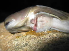 Sicyopterus