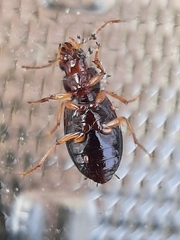 Bradycellus verbasci