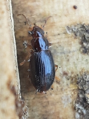 Bradycellus verbasci