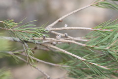 Melaleuca alternifolia