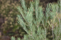 Melaleuca alternifolia