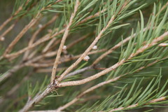 Melaleuca alternifolia