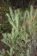 Melaleuca alternifolia
