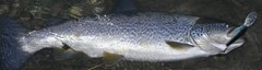 Salmo marmoratus