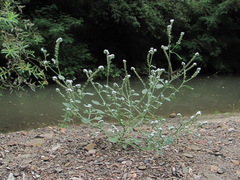 Heliotropium ellipticum