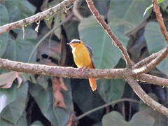 Cossypha cyanocampter