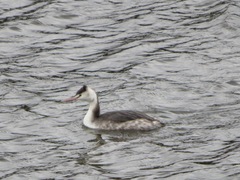 Podiceps cristatus