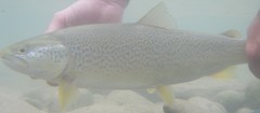 Salmo marmoratus