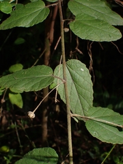 Howittia trilocularis