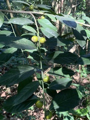 Diospyros maritima