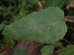 Howittia trilocularis