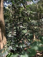 Diospyros maritima