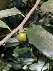 Diospyros maritima