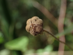 Howittia trilocularis