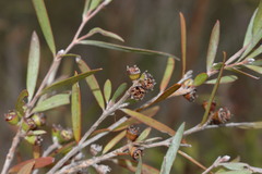 Leptospermum brachyandrum