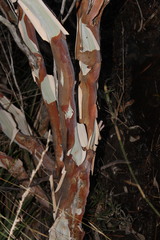 Leptospermum brachyandrum