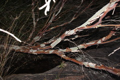 Leptospermum brachyandrum