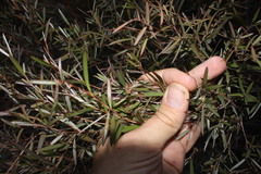 Leptospermum brachyandrum