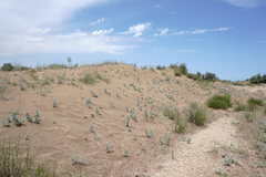 Convolvulus persicus