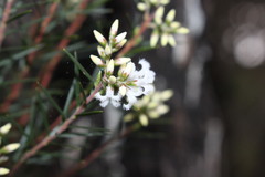 Acrothamnus melaleucoides
