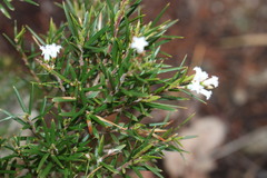 Acrothamnus melaleucoides