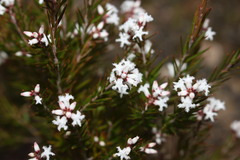 Acrothamnus melaleucoides
