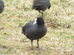 Fulica atra