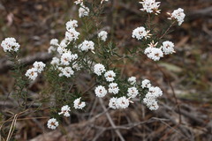 Acrothamnus melaleucoides