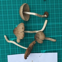 Coprinopsis cineraria