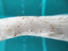 Coprinopsis cineraria