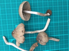 Coprinopsis cineraria