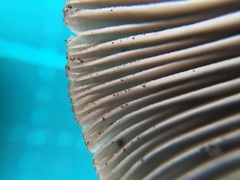 Coprinopsis cineraria