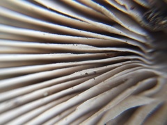 Coprinopsis cineraria