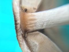 Coprinopsis cineraria