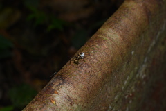 Polyrhachis bihamata