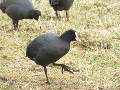 Fulica atra