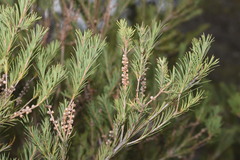 Melaleuca alternifolia