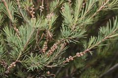 Melaleuca alternifolia