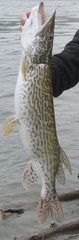 Esox cisalpinus