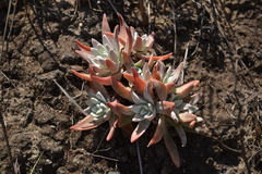 Dudleya virens