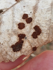 Aceria pseudoplatani