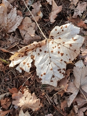 Aceria pseudoplatani